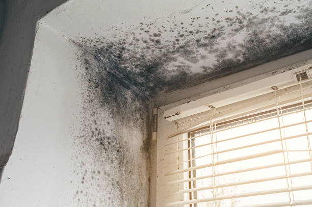 Trusted Black Mold Removal service in Flower Mound, TX - Cheap Mold Removal